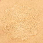 BB Starry Night Coat - Beige