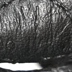 Taurillon Clemence Evelyne TPM Black